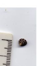 Gibbula&nbsp;spratti